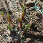 Ogród po zimie. Co sprawdzić, przyciąć i kiedy nawozić? - Radio Kielce Ogród po zimie / Fot. Marta Gajda-Kruk - Radio Kielce