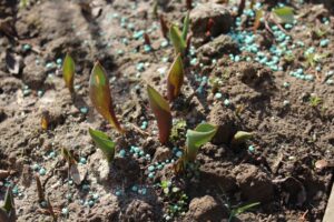 Ogród po zimie. Co sprawdzić, przyciąć i kiedy nawozić? - Radio Kielce Ogród po zimie / Fot. Marta Gajda-Kruk - Radio Kielce