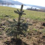 Ogród po zimie. Co sprawdzić, przyciąć i kiedy nawozić? - Radio Kielce Ogród po zimie / Fot. Marta Gajda-Kruk - Radio Kielce