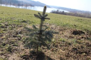 Ogród po zimie. Co sprawdzić, przyciąć i kiedy nawozić? - Radio Kielce Ogród po zimie / Fot. Marta Gajda-Kruk - Radio Kielce