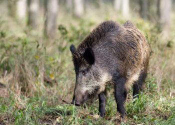 INTERWENCJA. Dziki niszczą uprawy, rolnicy są bezradni