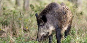 Inwazja dzików w Suchedniowie. Winne śmieci i dokarmianie
