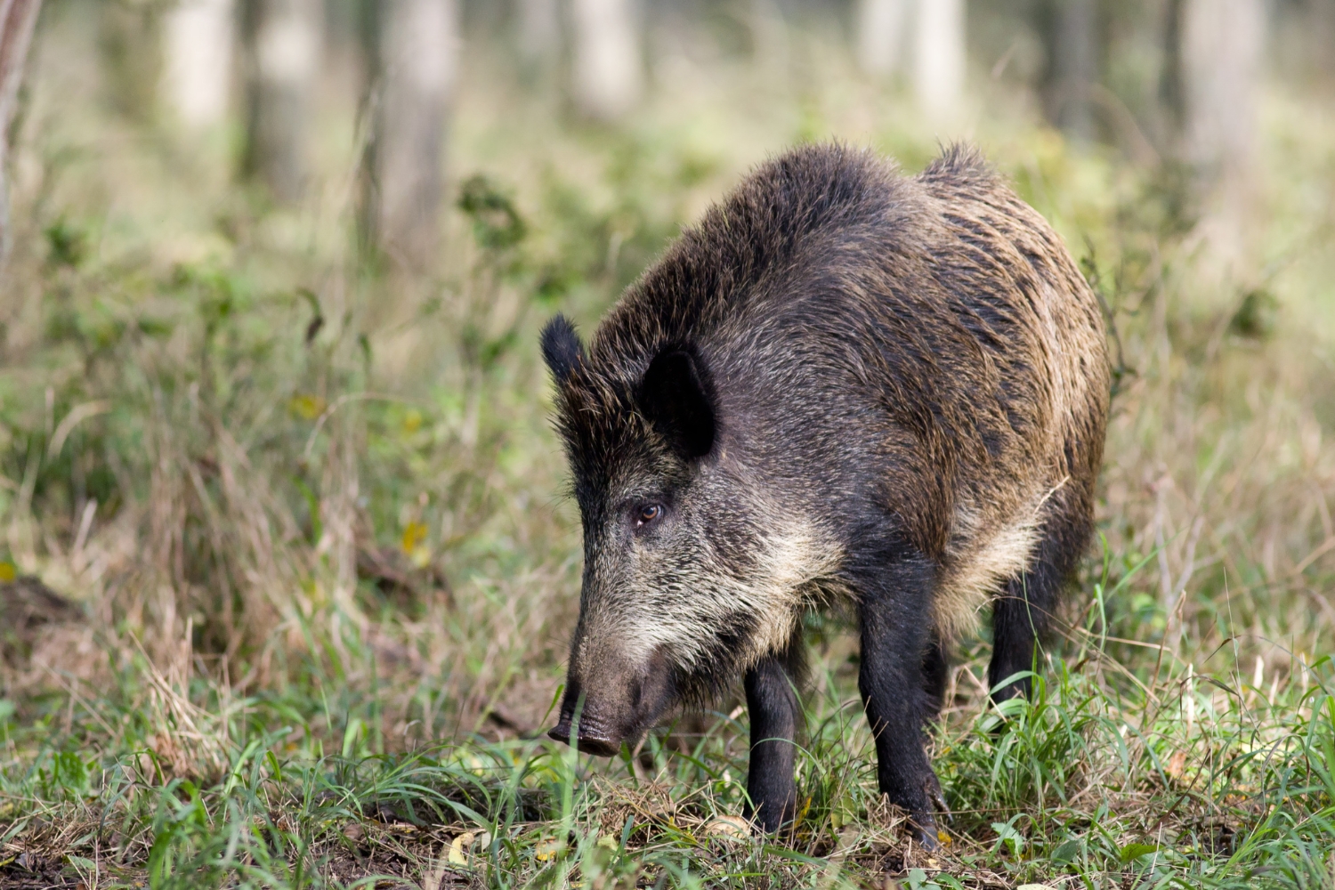 INTERWENCJA. Dziki niszczą uprawy, rolnicy są bezradni