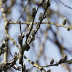 10.03.2026 Kielce. Wiosna w mieście / Fot. Jarosław Kubalski - Radio Kielce