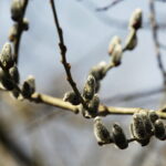 10.03.2026 Kielce. Wiosna w mieście / Fot. Jarosław Kubalski - Radio Kielce