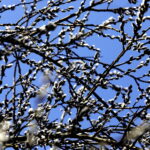 10.03.2026 Kielce. Wiosna w mieście / Fot. Jarosław Kubalski - Radio Kielce