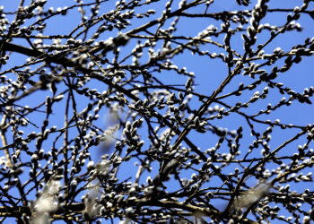 10.03.2026 Kielce. Wiosna w mieście / Fot. Jarosław Kubalski - Radio Kielce