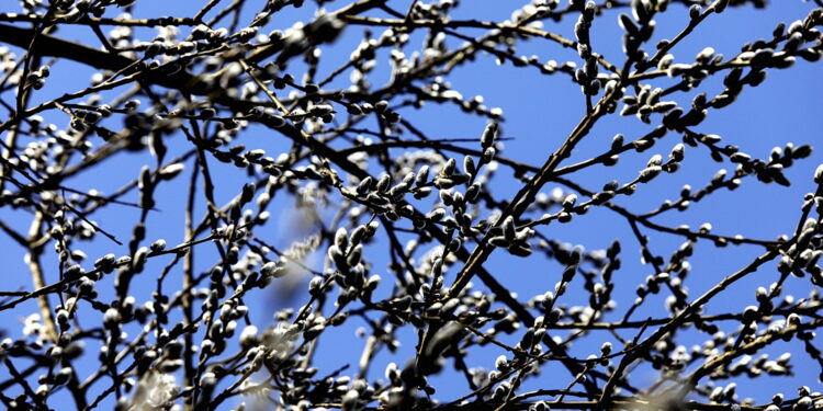 10.03.2026 Kielce. Wiosna w mieście / Fot. Jarosław Kubalski - Radio Kielce