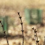 10.03.2026 Kielce. Wiosna w mieście / Fot. Jarosław Kubalski - Radio Kielce