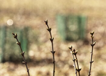 10.03.2026 Kielce. Wiosna w mieście / Fot. Jarosław Kubalski - Radio Kielce