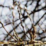 10.03.2026 Kielce. Wiosna w mieście / Fot. Jarosław Kubalski - Radio Kielce