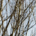 10.03.2026 Kielce. Wiosna w mieście / Fot. Jarosław Kubalski - Radio Kielce