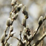 10.03.2026 Kielce. Wiosna w mieście / Fot. Jarosław Kubalski - Radio Kielce