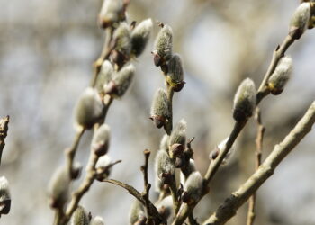 Gdzie wypatrywać wiosny? Jak spędzić weekend?