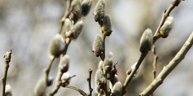 Gdzie wypatrywać wiosny? Jak spędzić weekend? - Radio Kielce Gdzie wypatrywać wiosny? Jak spędzić weekend?