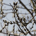 10.03.2026 Kielce. Wiosna w mieście / Fot. Jarosław Kubalski - Radio Kielce