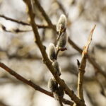 10.03.2026 Kielce. Wiosna w mieście / Fot. Jarosław Kubalski - Radio Kielce