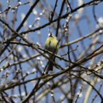 10.03.2026 Kielce. Wiosna w mieście / Fot. Jarosław Kubalski - Radio Kielce