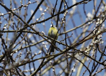 10.03.2026 Kielce. Wiosna w mieście / Fot. Jarosław Kubalski - Radio Kielce