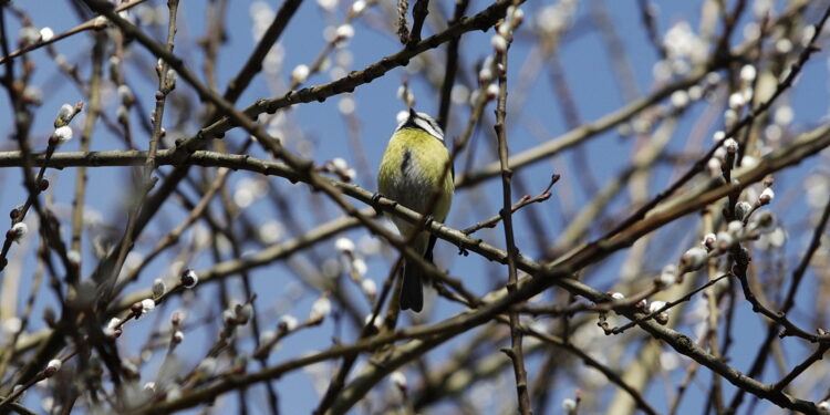 10.03.2026 Kielce. Wiosna w mieście / Fot. Jarosław Kubalski - Radio Kielce