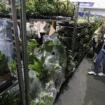 Festiwal roślin ponownie zawitał do Kielc - Radio Kielce