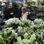 Festiwal roślin ponownie zawitał do Kielc - Radio Kielce