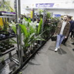 Festiwal roślin ponownie zawitał do Kielc - Radio Kielce