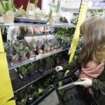 Festiwal roślin ponownie zawitał do Kielc - Radio Kielce