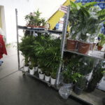 Festiwal roślin ponownie zawitał do Kielc - Radio Kielce