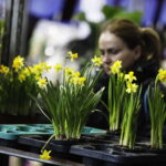 Festiwal roślin ponownie zawitał do Kielc