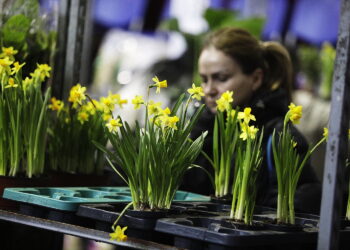 Festiwal roślin ponownie zawitał do Kielc - Radio Kielce Festiwal roślin ponownie zawitał do Kielc