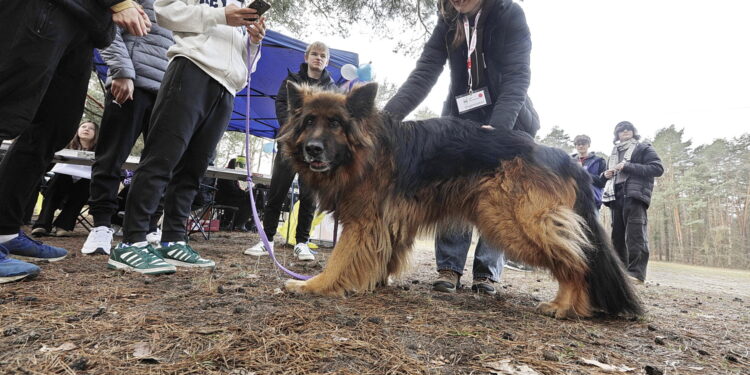 Pobiegli dla psów, kotów i gryzoni - Radio Kielce Pobiegli dla psów, kotów i gryzoni