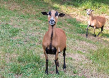 Miniaturowa owca robi furorę