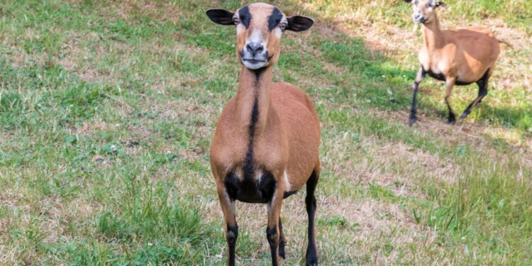 Miniaturowa owca robi furorę