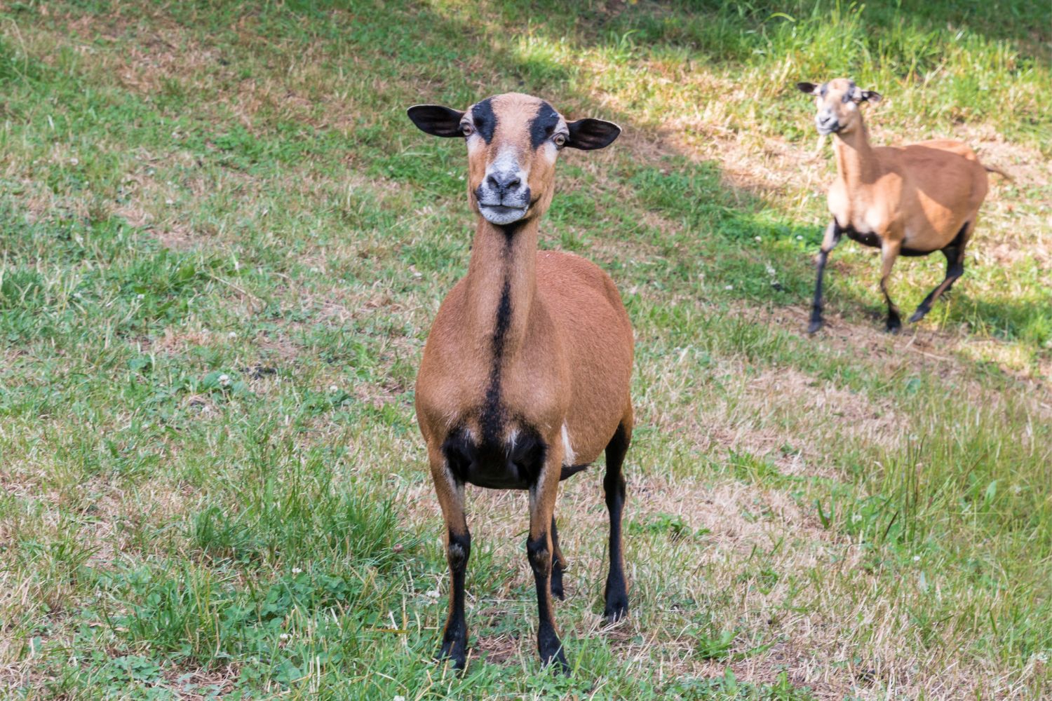 Miniaturowa owca robi furorę