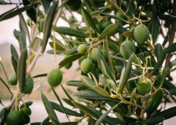 Gaje oliwne zamiast sadów jabłoniowych?