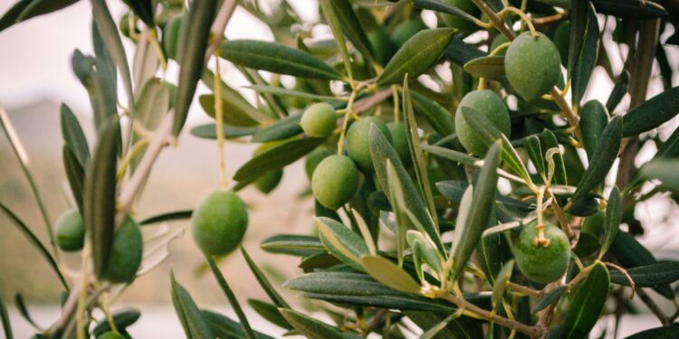 Gaje oliwne zamiast sadów jabłoniowych?