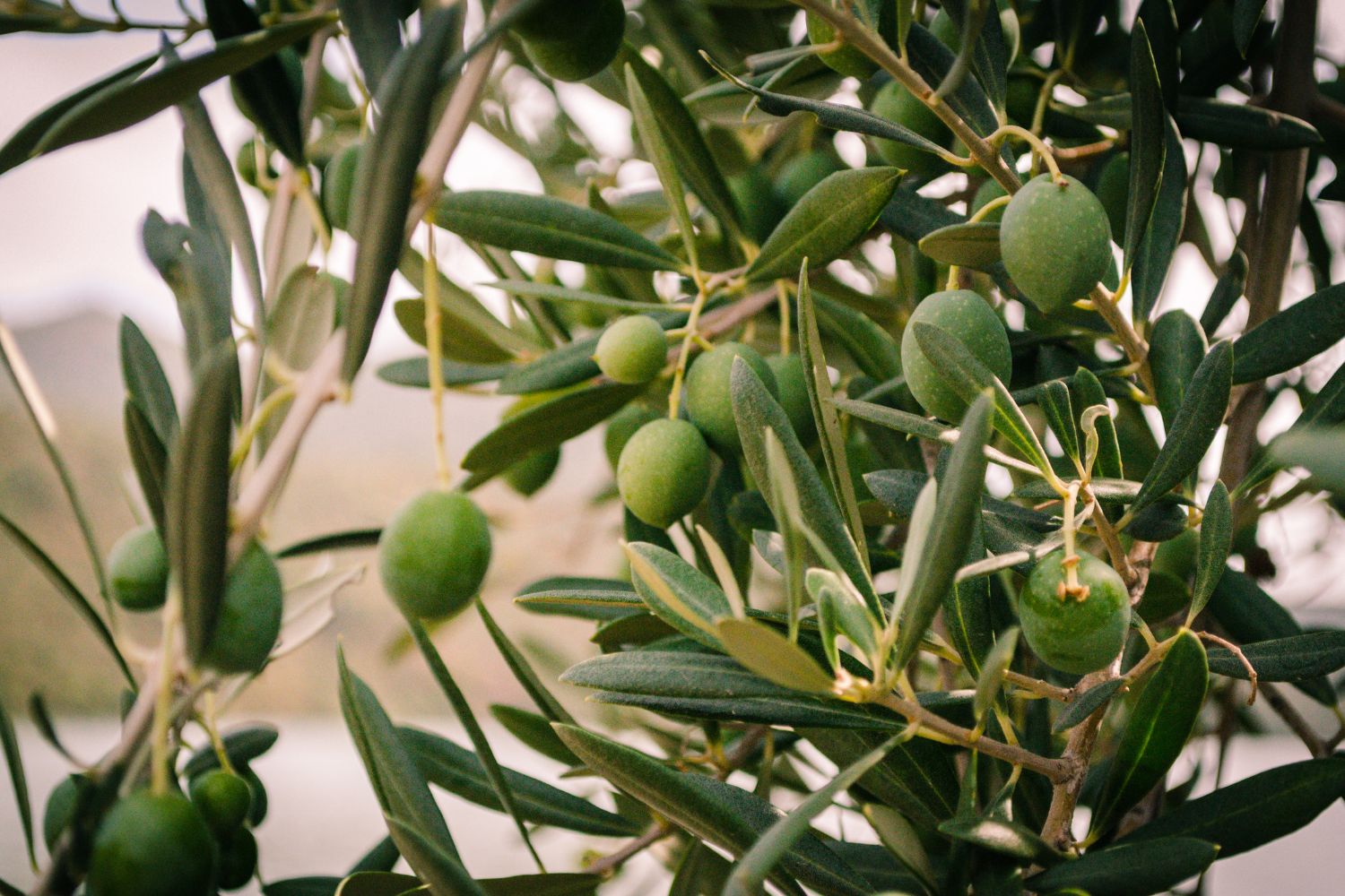 Gaje oliwne zamiast sadów jabłoniowych?