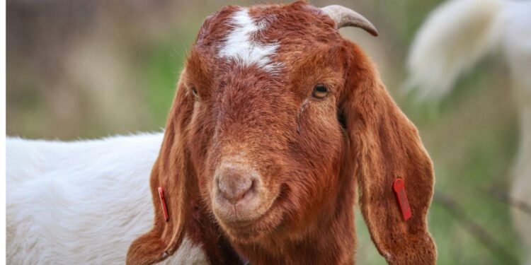 Koza burska koło domu - Radio Kielce Koza burska koło domu