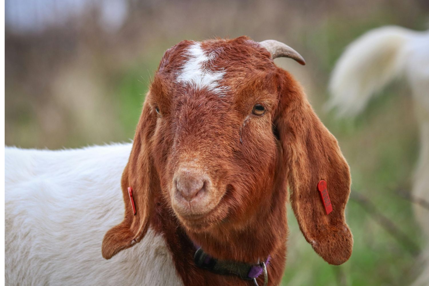 Koza burska koło domu