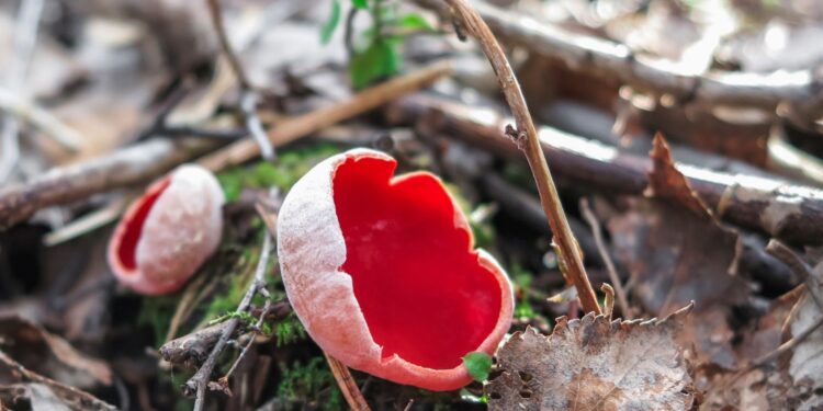 Czerwony grzyb w środku lasu