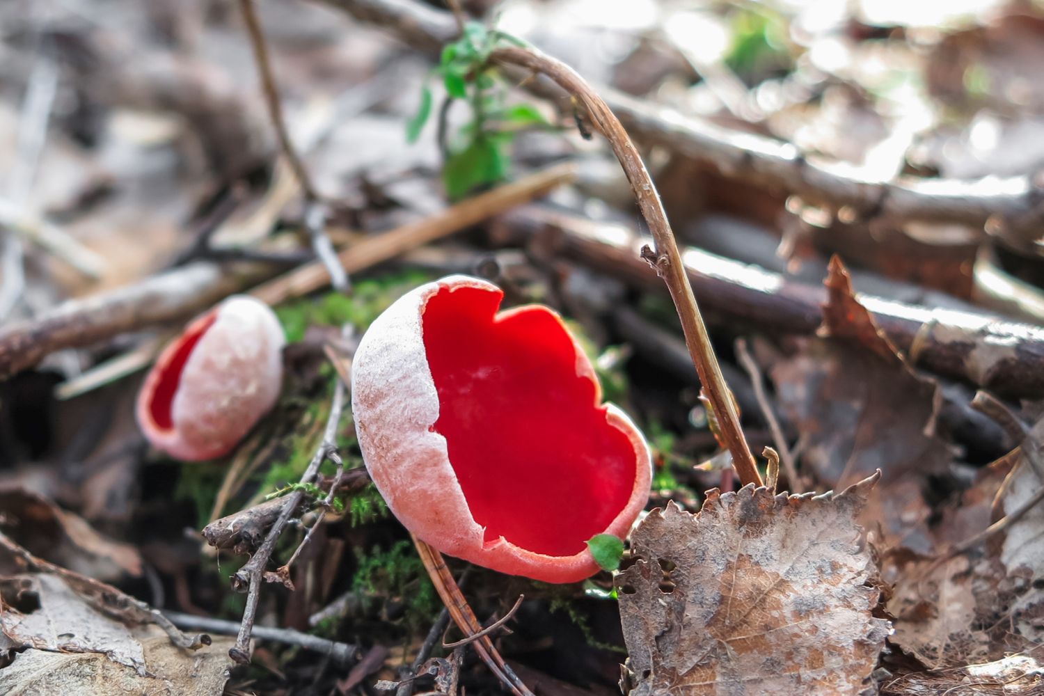 Czerwony grzyb w środku lasu