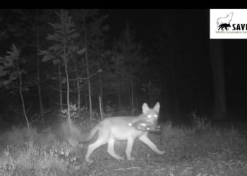 Źrdło: SAVE Wildlife Conservation Fund - Facebook