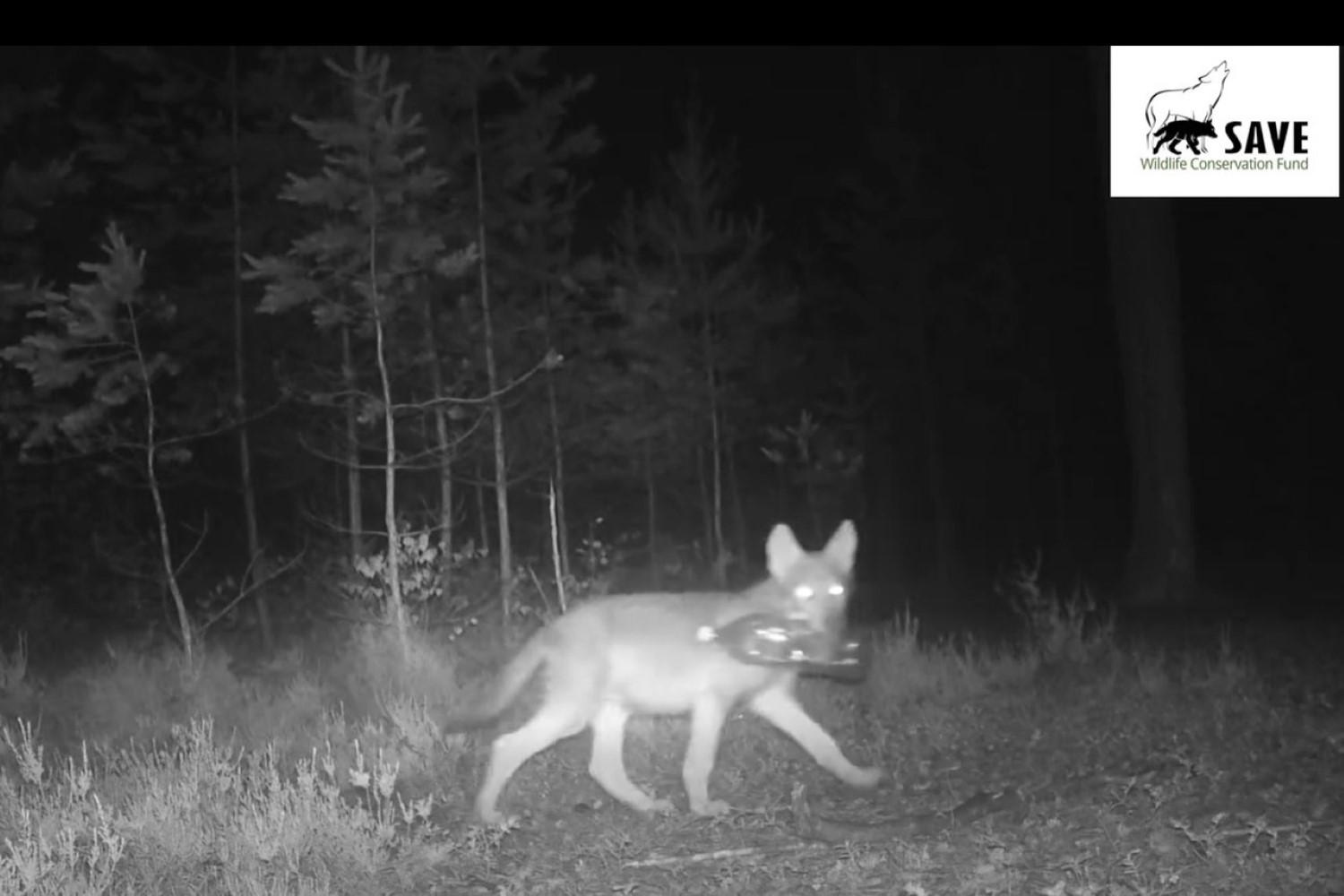 Czym bawią się wilki w koneckich lasach?
