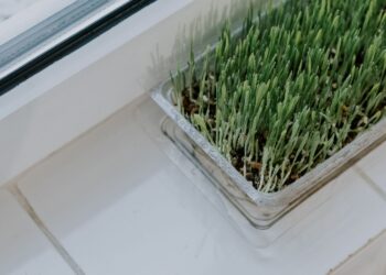 Wystarczy 10 dni na zielony gęsty dywan