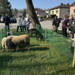 Unikalna Zagroda Zajączka Wielkanocnego - Radio Kielce