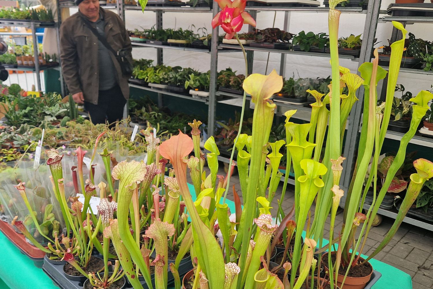 „Krwiożercze” rośliny na parapecie