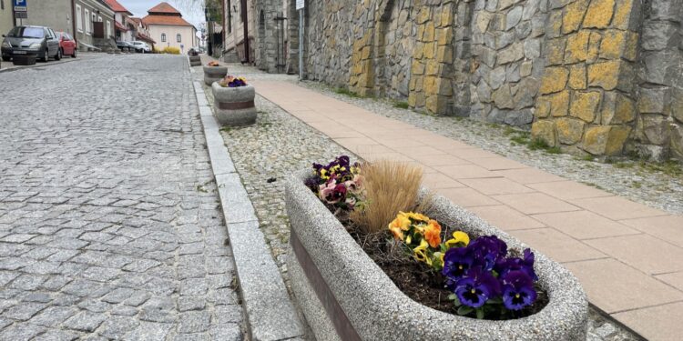 Królewskie miasto całe w bratkach - Radio Kielce Sandomierz. Bratki / Fot. Grażyna Szlęzak-Wójcik - Radio Kielce