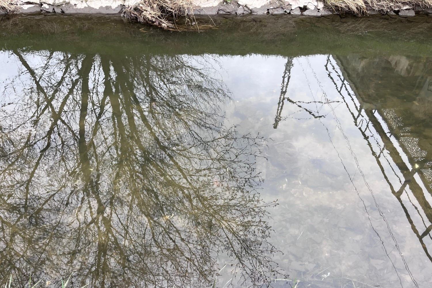Śnięte ryby w Silnicy. Sprawę badają państwowe służby