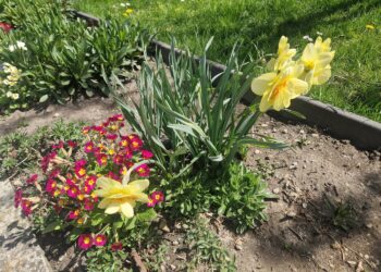 Z ekologią na ty na działkach